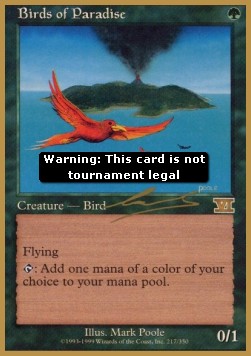 Birds of Paradise